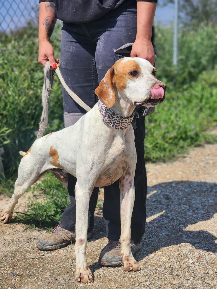 Unsere Sportskanone auf 4 Pfoten