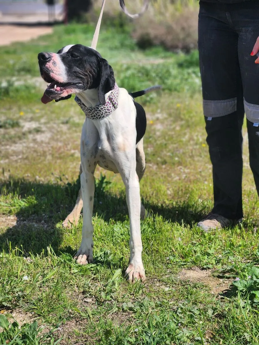 Samu – treuer Bube sucht sein Glück