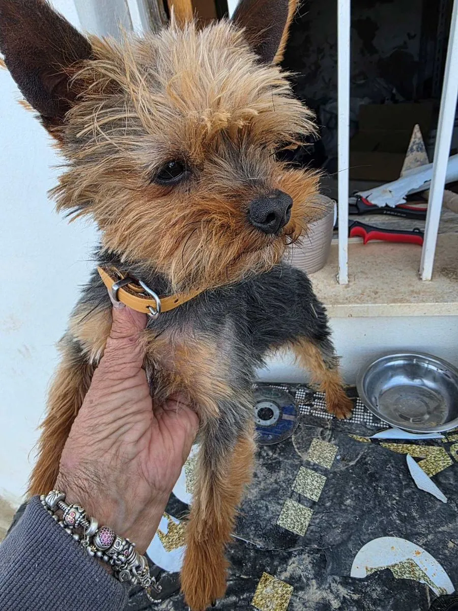 Dali – ein sanfter kleiner Yorkie sucht sein Glück