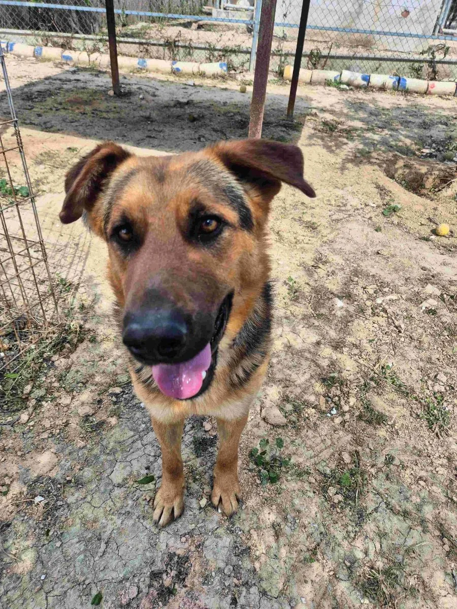 Rex - der tolle Schäfer Mix der sich auf jeden Besuch freut