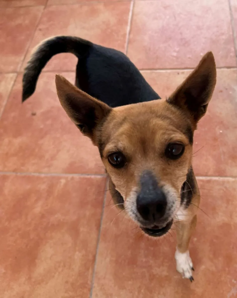 Trufa sucht ihren Herzens Menschen