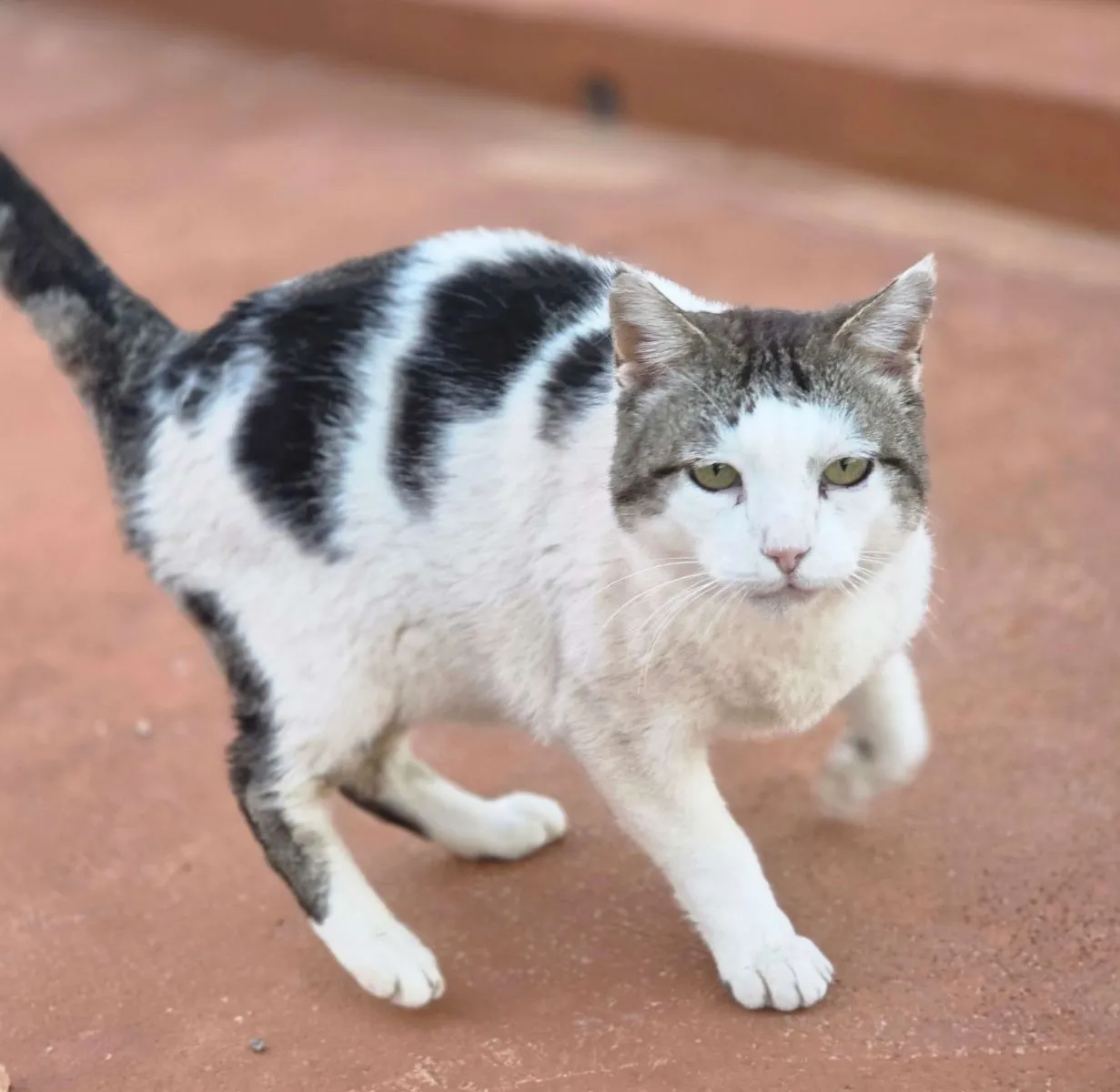 Paolo – Gemeinsam statt einsam: Paolo möchte nicht allein bleiben