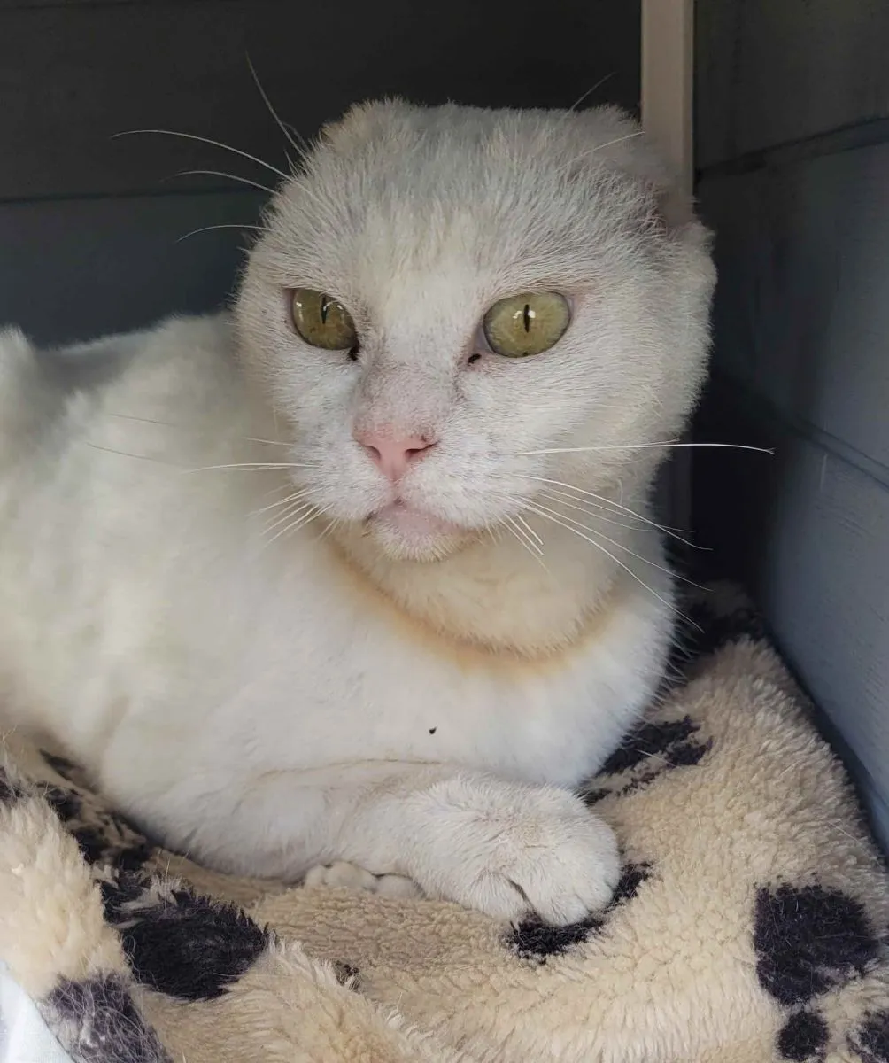 Biene–kleine Kämpferin mit einem grossen Herz