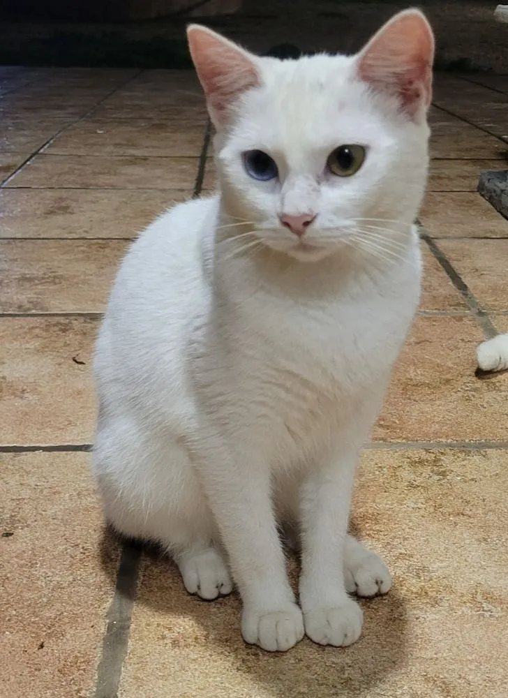 Luna –vorsichtig, wunderschön – mit einem blauen und einem gelben Auge