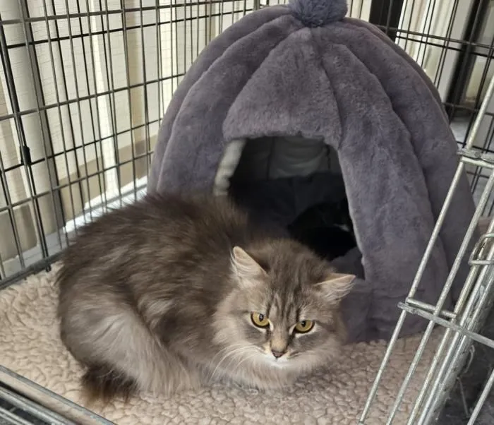 Shalima – eine sanfte Katzenmama auf der Suche nach Geborgenheit