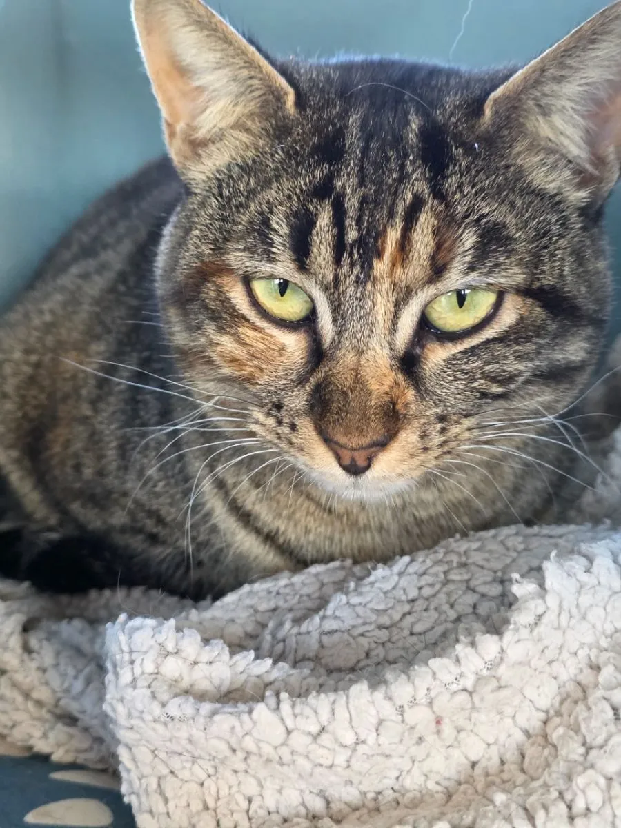 Sasha – eine kleine Diva mit grossem Herzen und Sehnsucht