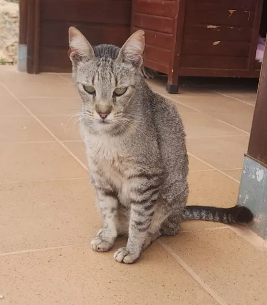 Tito- ein Freund fürs Leben
