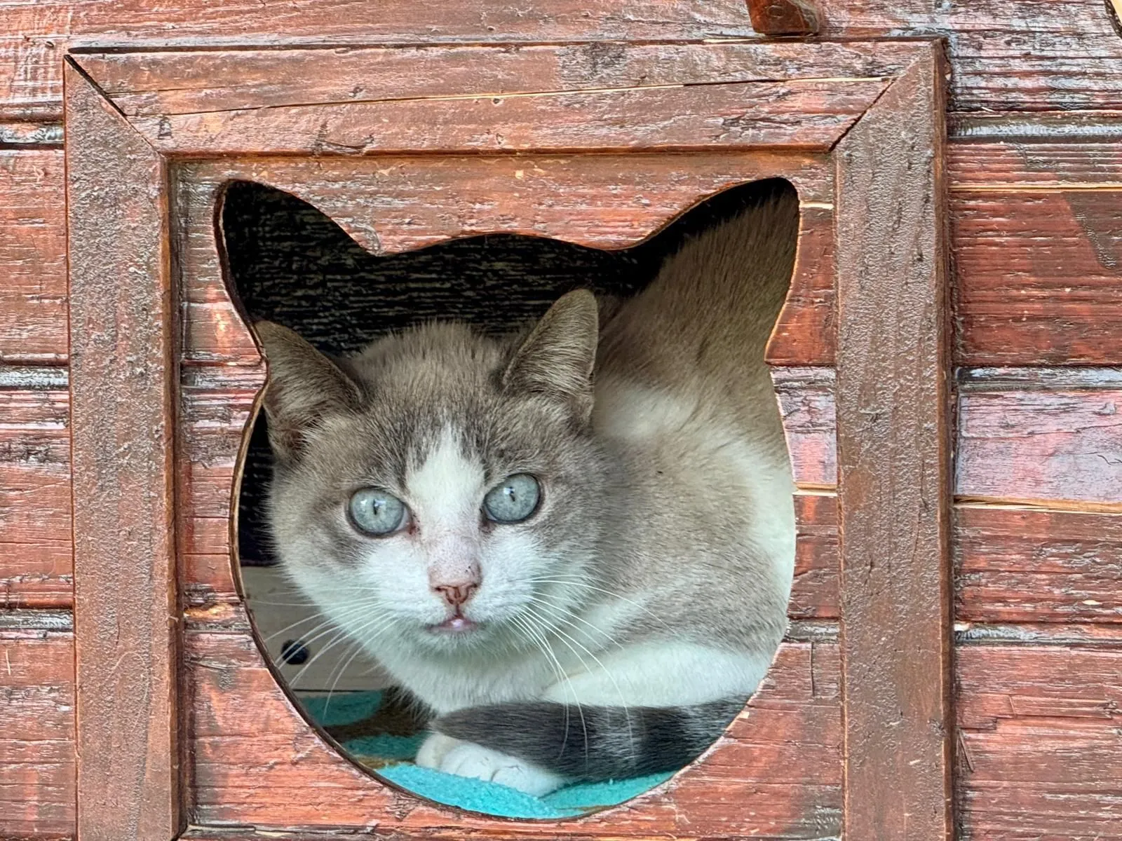 Lilly – ihre wunderschönen Augen schauen dir direkt ins Herz