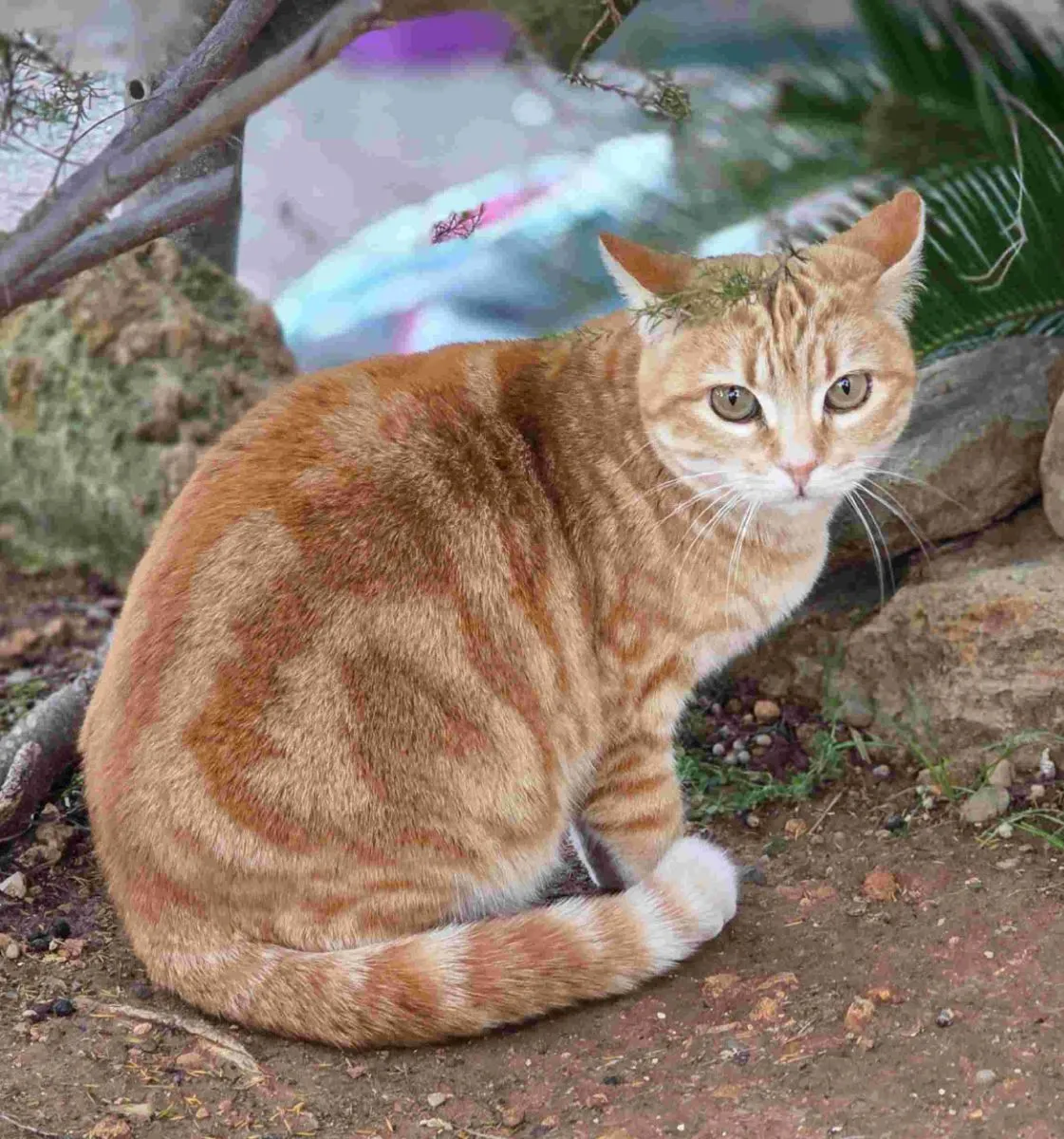 Milly – zarte Nähe, stille Momente für die rot getigerte Schönheit