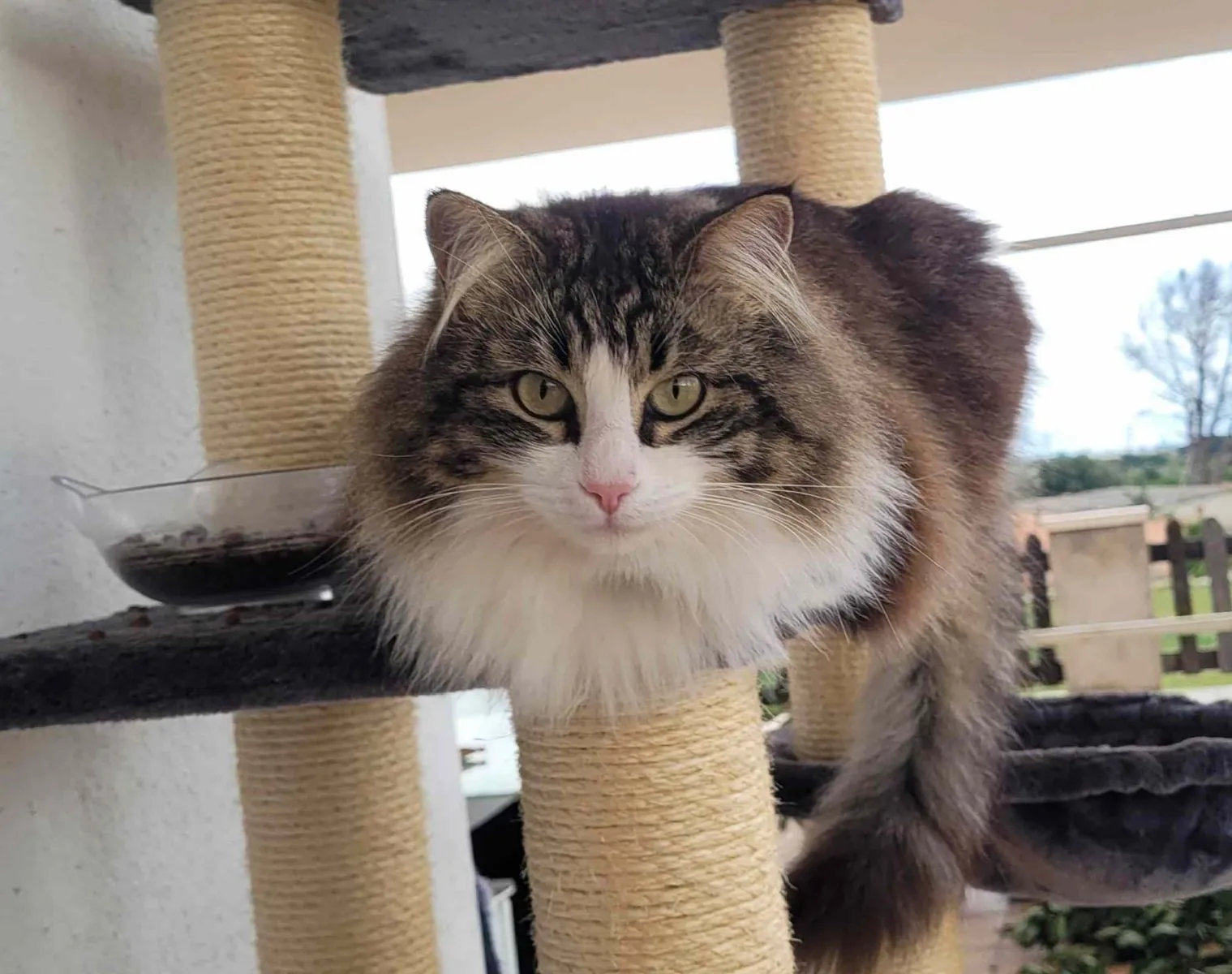 Mausi– eine wunderschöne Katze mit starkem Willen