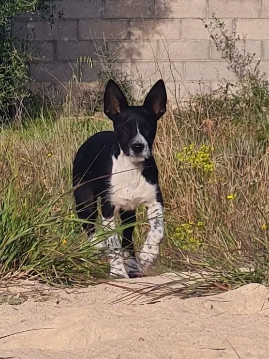 Faro – ein Entdecker mit grossem Herzen