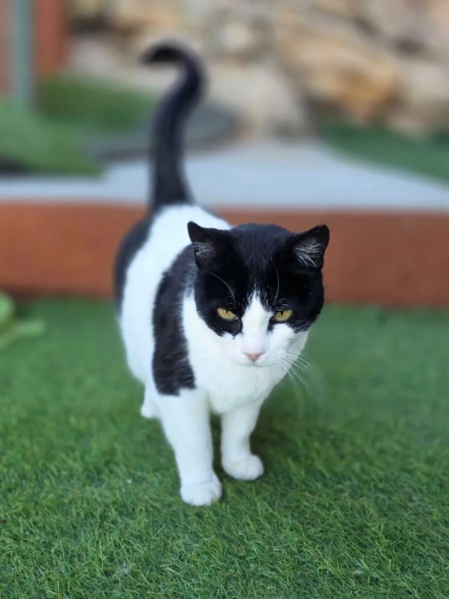 Mini(Mimi) – bereit für ein neues Kapitel voller Liebe