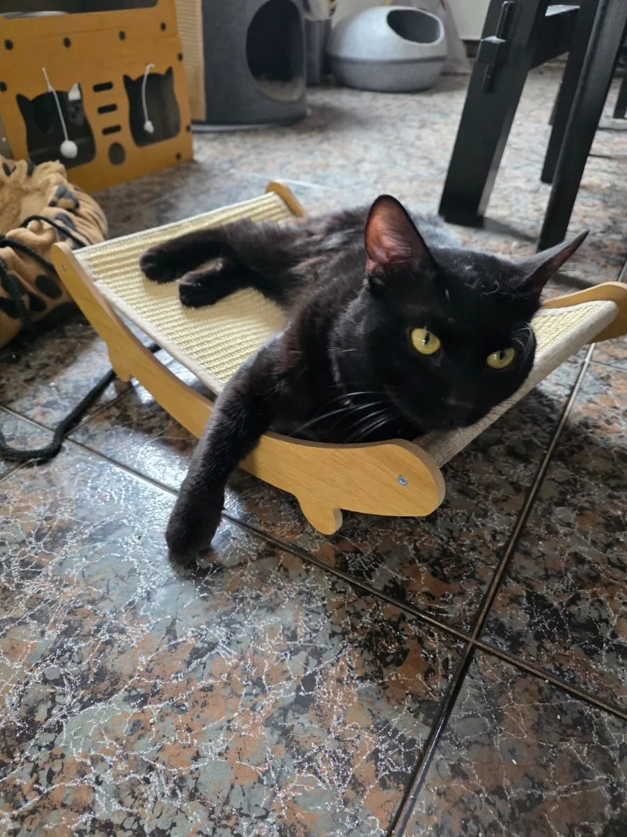 Piky- schwarzer Schönling mit goldenen Augen