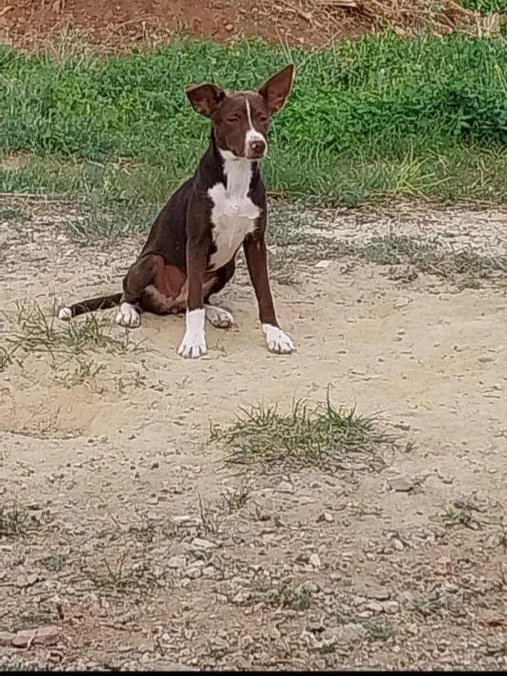Tequila – ein kleines Wunder auf vier Pfoten