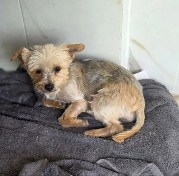 Tindra - Frech, flauschig, voller Liebe