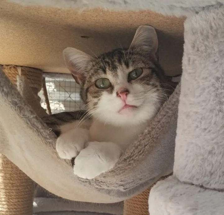 Kuki – ruhige Schmusekatze wünscht sich ihr Glück