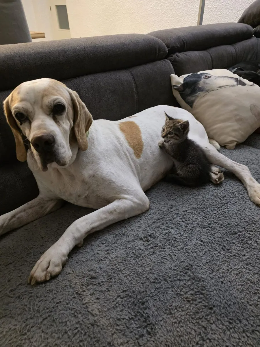 Nessy – Hundeopa auf der Suche nach einem friedvollen Lebensabend