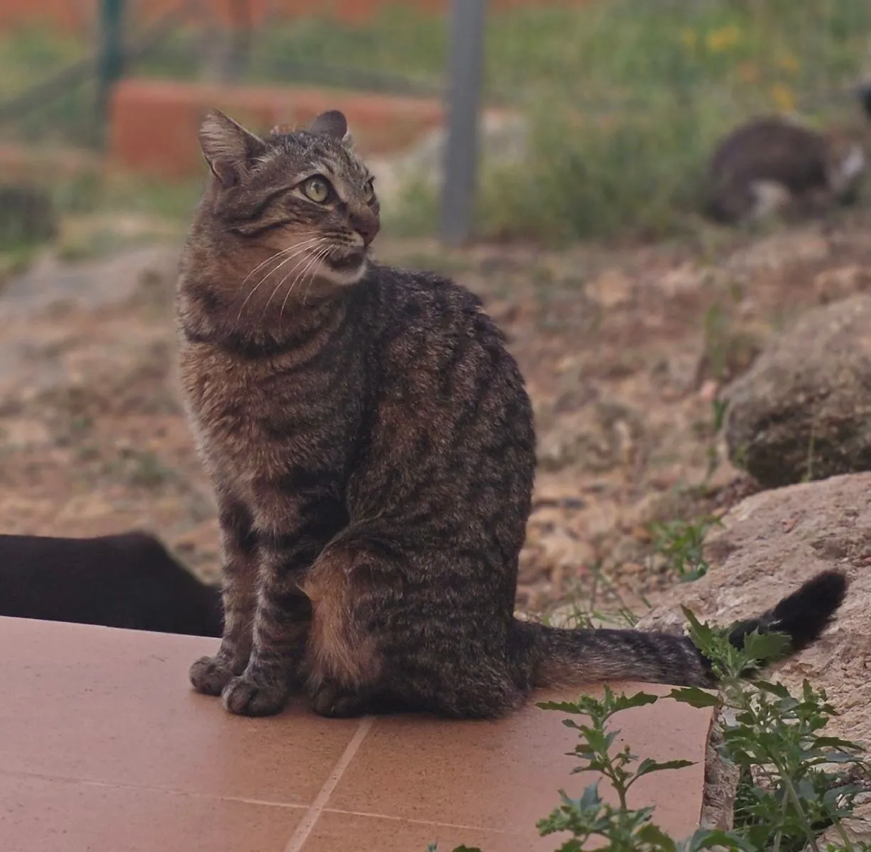 Collins- sanfter Tiger sucht sein Glück