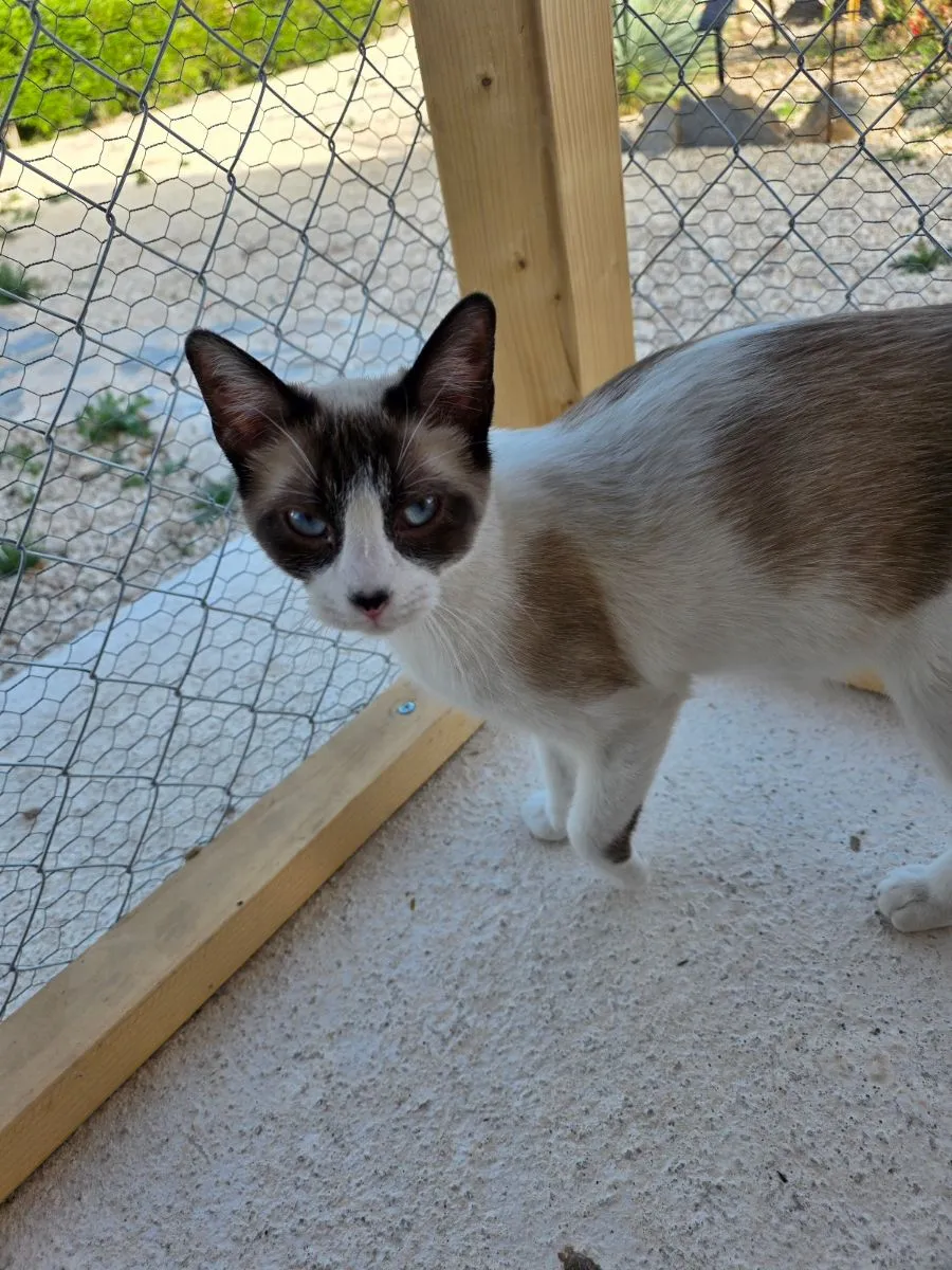 Cleo – Sanfte Siam-Schönheit sucht ihr Zuhause