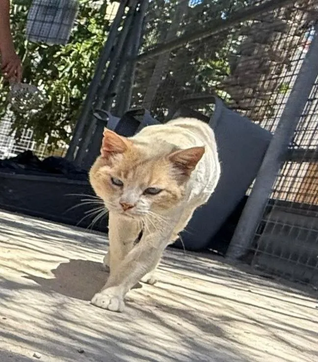 Dexter-ein richtig, cooler Kater