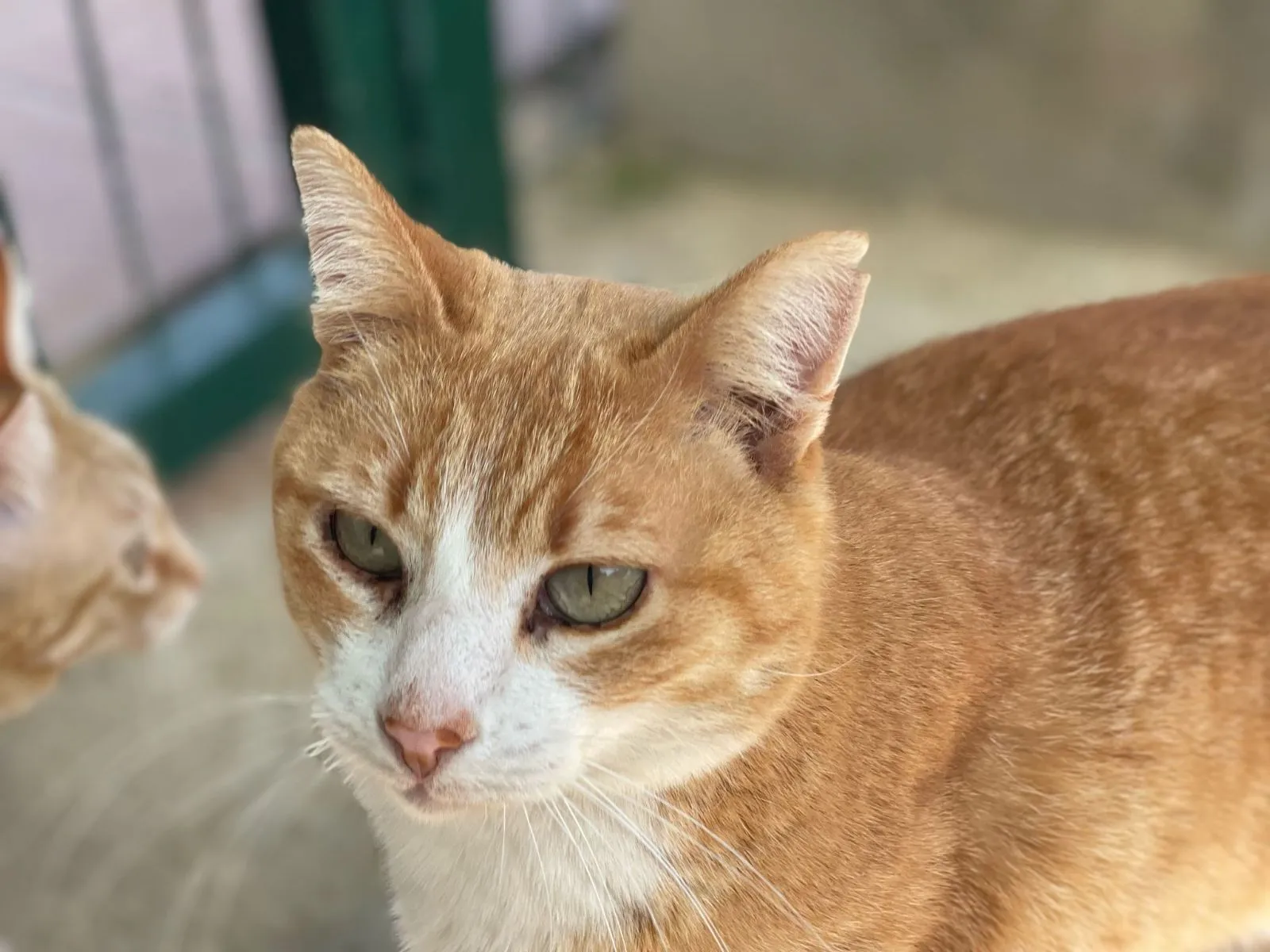 Spike - sucht ein ruhiges Zuhause