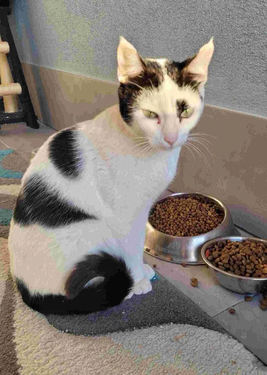 Minka – wunderschöne fürsorgliche Mama von Jack, Balu und Chico