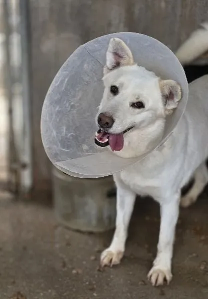 Lobo - schöner, weisser Schäferhund Mischling