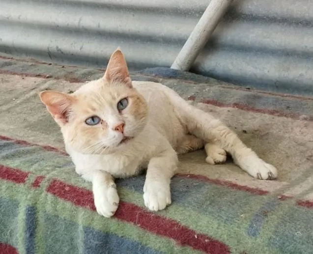 Dexter – ein richtig, richtig cooooler verschmuster Kater