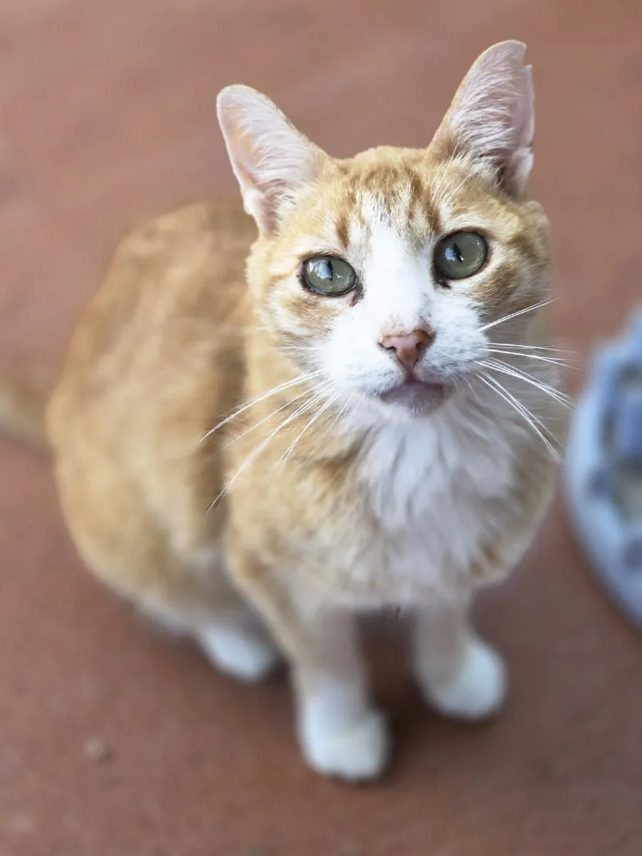 Spike- Toller Kater sucht Zuhause