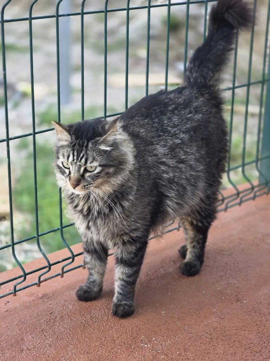 Joan- sanfter Langhaar - Kater sucht liebevolles Zuhause mit Garten