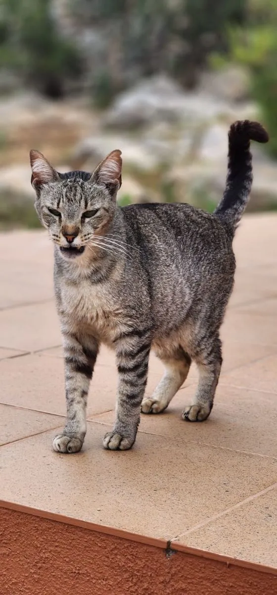 Vorschau 4