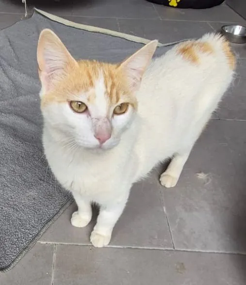 Bacardi – der Schmusekater mit grossem Herz