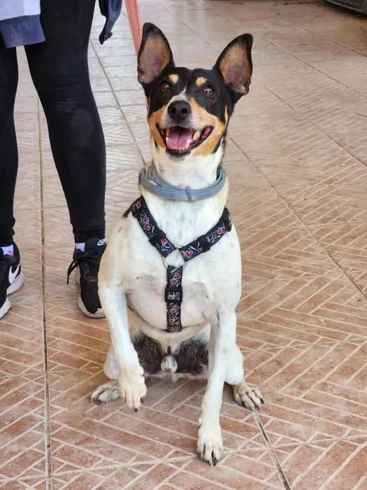 Friz – charmanter Jack Russel auf der Suche nach seinem Glück