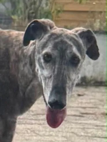 „Gladi“ unser super Galgo, kam in die Schweiz als wäre er schon immer hier