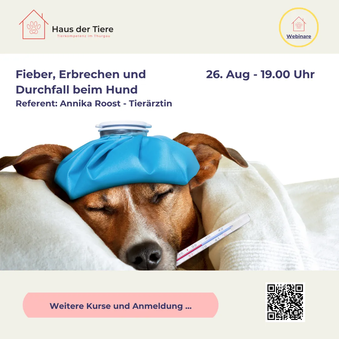 Webinar - Fieber, Erbrechen und Durchfall beim Hund