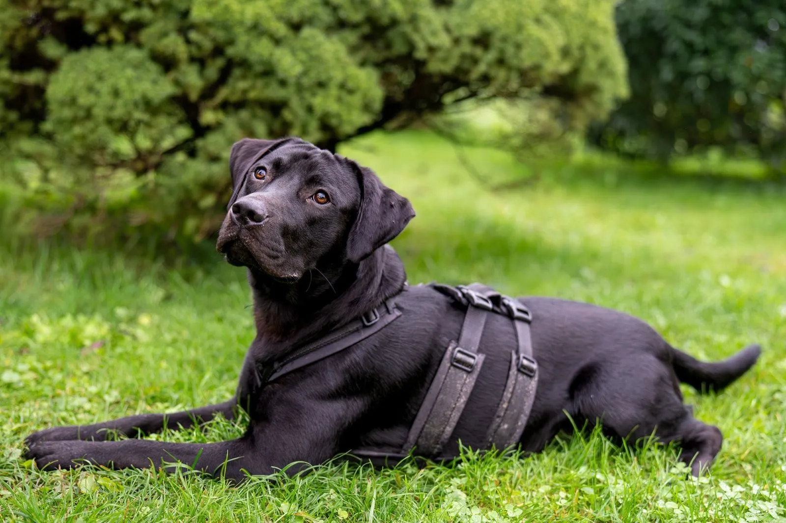🍀💚**Arno – ein junger Hund zwischen Leben und Tod** 🍀💚