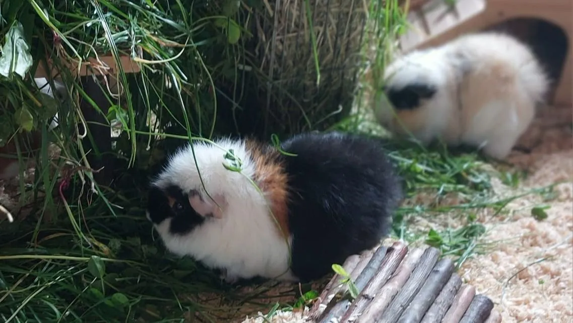 Licht und Wärme für unsere Kleintiere auch im Winter