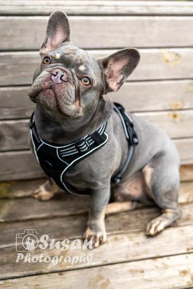 Chester der kleine Polizist sucht sein Zuhause