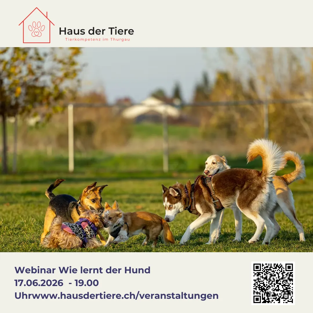 Webinar - Wie lernt der Hund?