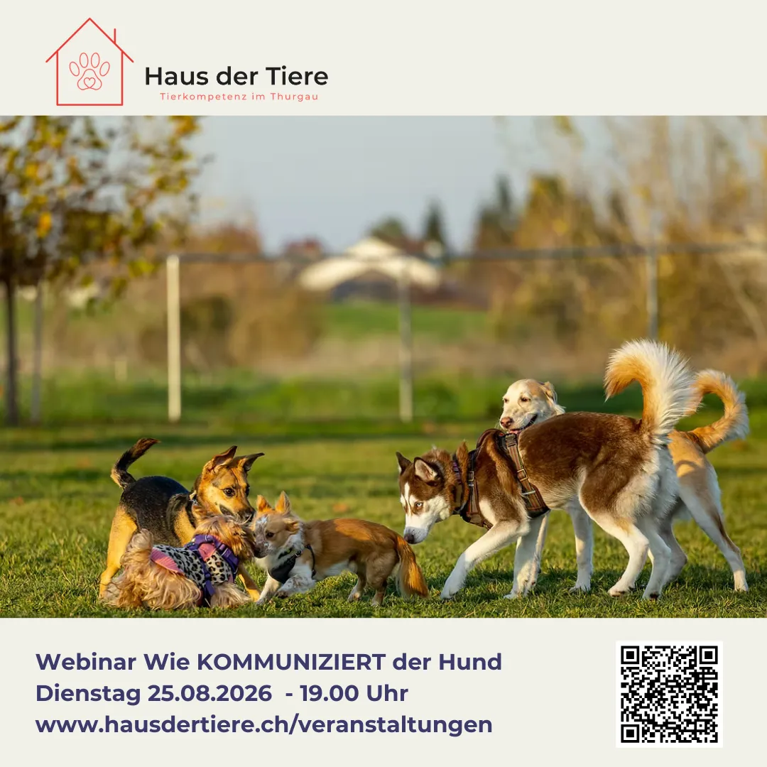 Webinar - Wie kommuniziert der Hund?