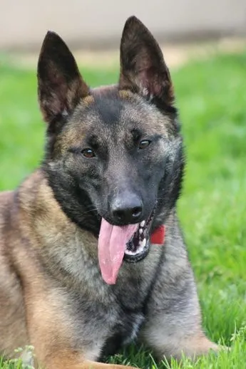 Malu, die anhängliche Malinois-Prinzessin