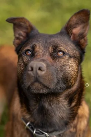 Mia, die anhängliche Mali Mix Prinzessin