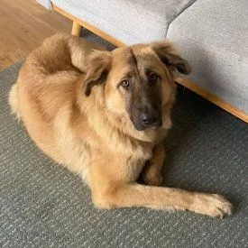 Lori, die anhängliche Mastin x Schäfer Prinzessin