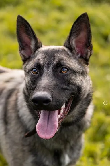 Aslan, der sensible Malinois-Mischling