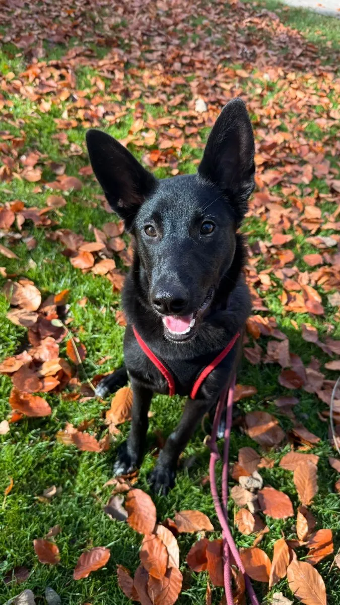 Cara, die anhängliche Mali Mix Prinzessin