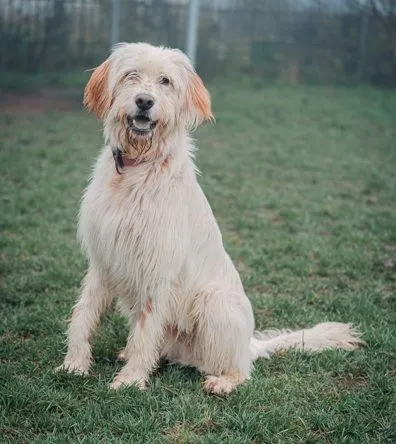 Alf, der perfekte Familien-Hund