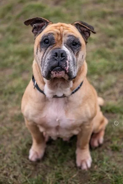 Gizmo, der anhängliche Bulldoggen-Senior - auch Dauer-Pflegestelle möglich