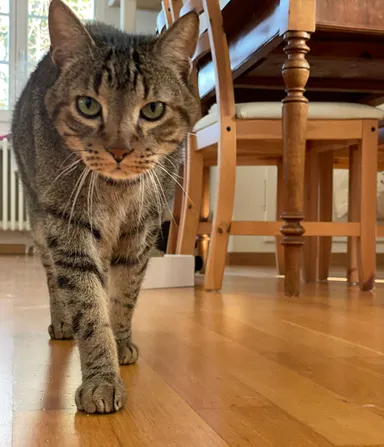 Mondo, der anhängliche Schmuse-Kater