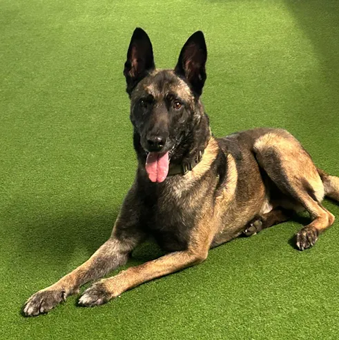 Arush, der loyale Malinois-Prinz