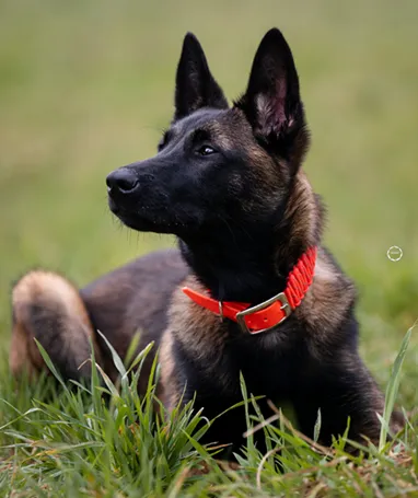 Timba, die anhängliche Malinois-Prinzessin